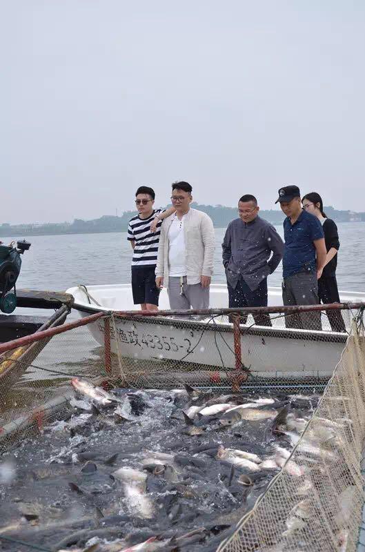 为什么鱼头这么好吃,为什么鱼头最好吃