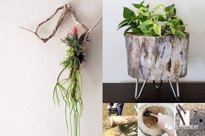 家里有一棵神树,家里有棵吉祥树