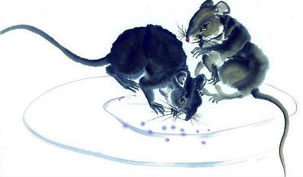 1984年属鼠人今年的运势如何,1984年属鼠的人今年的运势情况