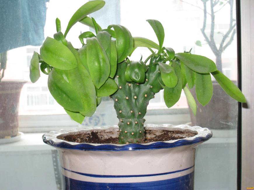 麒麟掌的毒性和危害,麒麟掌的汁液有没有毒素