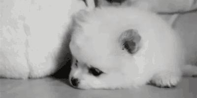 宠爱动物日记,宠爱日记小狗