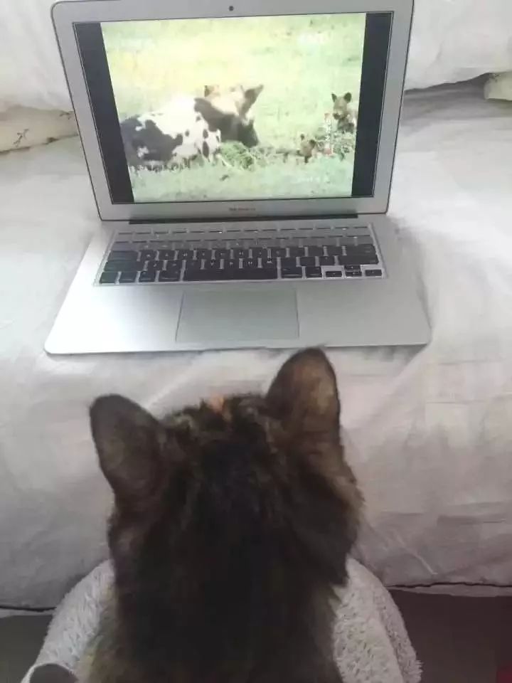 玳瑁猫最丑的猫,玳瑁猫长得好凶