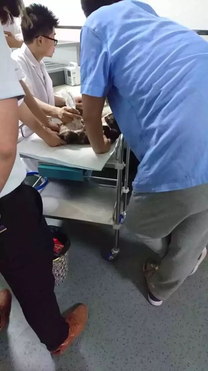 玳瑁猫最丑的猫,玳瑁猫长得好凶