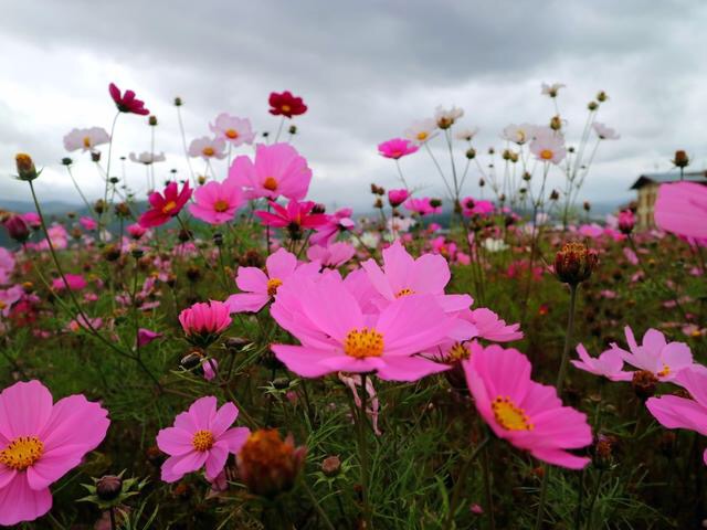 摩梭人，一个最会恋爱的民族，一生都在谈恋爱