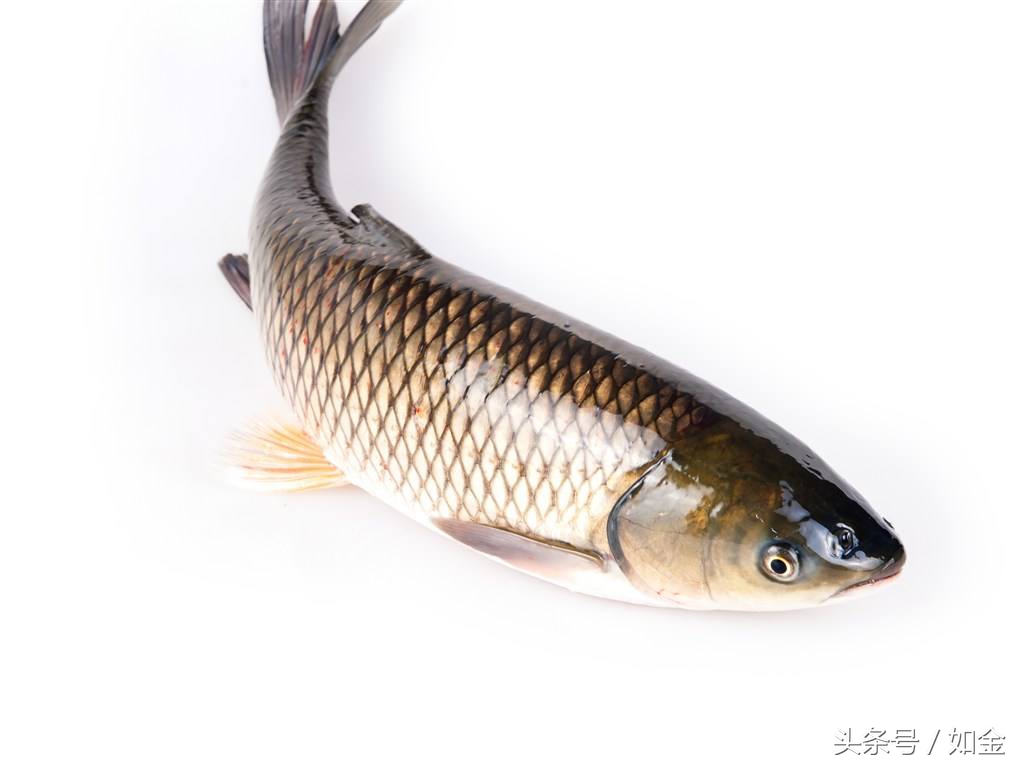 热带鱼炸鳞病的防治,鱼儿鳞病是怎么引起的