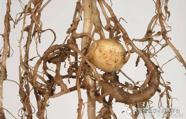 土壤中的线虫都是有害的吗,土壤虫害危害