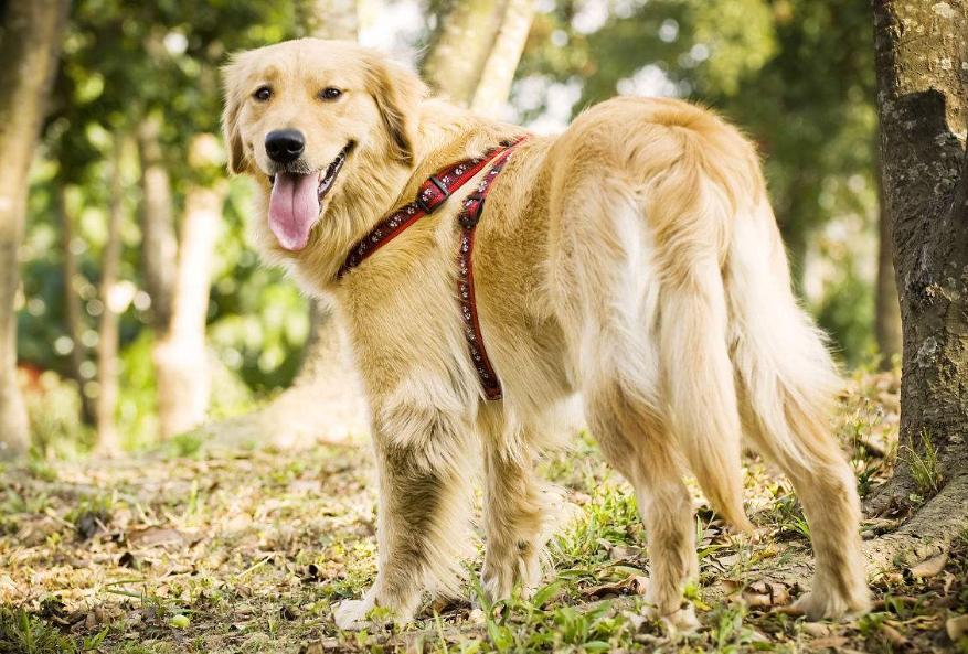 狗狗的品种以及品种的遗传病，*友狗**们要多加注意啊！