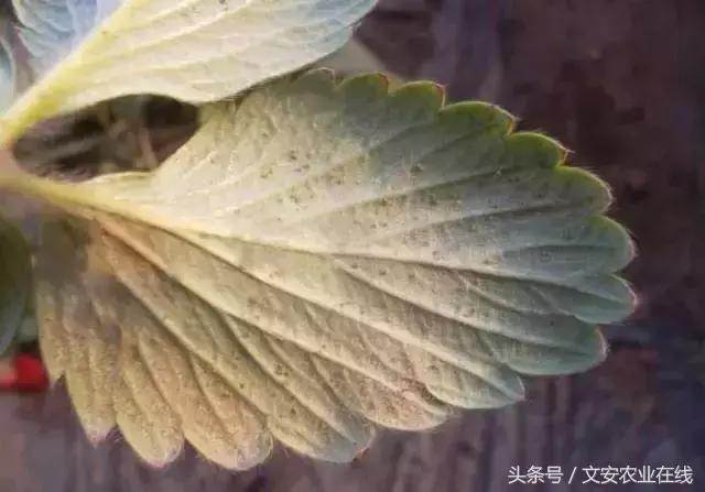 草莓得了红蜘蛛怎么治疗,草莓红蜘蛛病害怎么治病