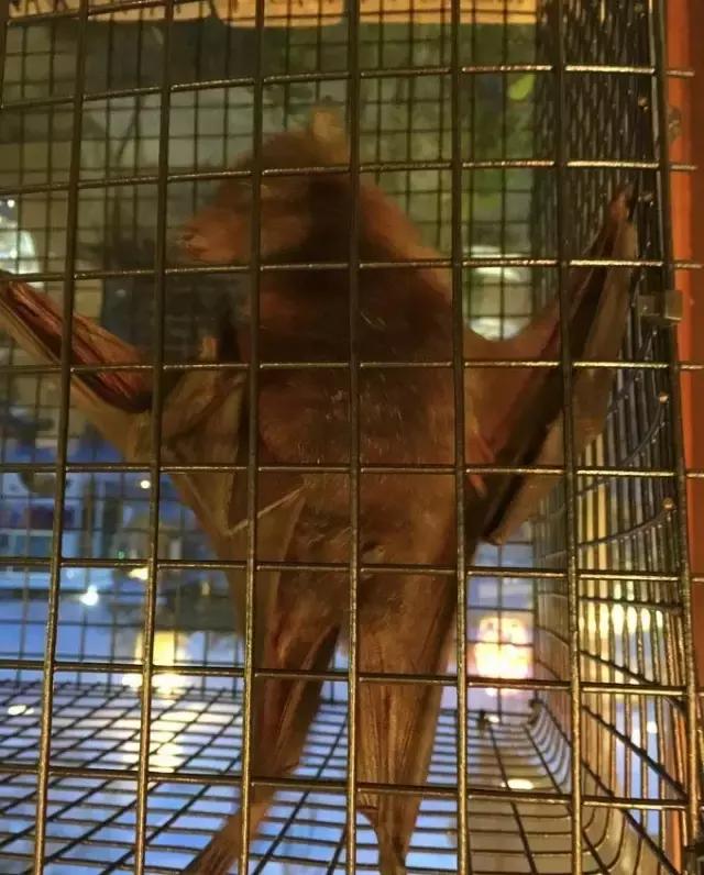 帕劳归来不看海视频,帕劳归来不看海