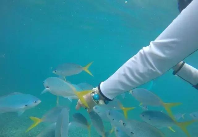 帕劳归来不看海视频,帕劳归来不看海