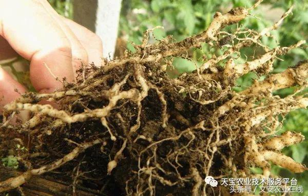 土壤中的线虫都是有害的吗,土壤虫害危害