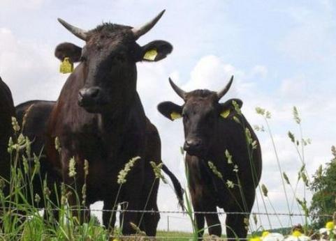 世界上最顶级的牛品种排名前10,体型大的国内牛种排名