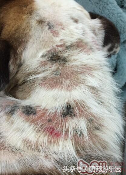 犬疥螨和真菌混合感染性皮肤病