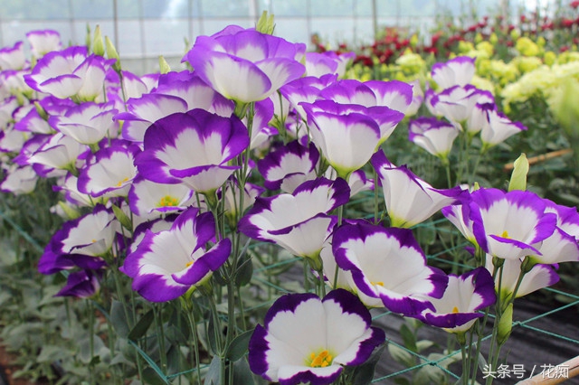 洋桔梗播种很难？因为你忽略了这点，记住它，爆盆很容易！