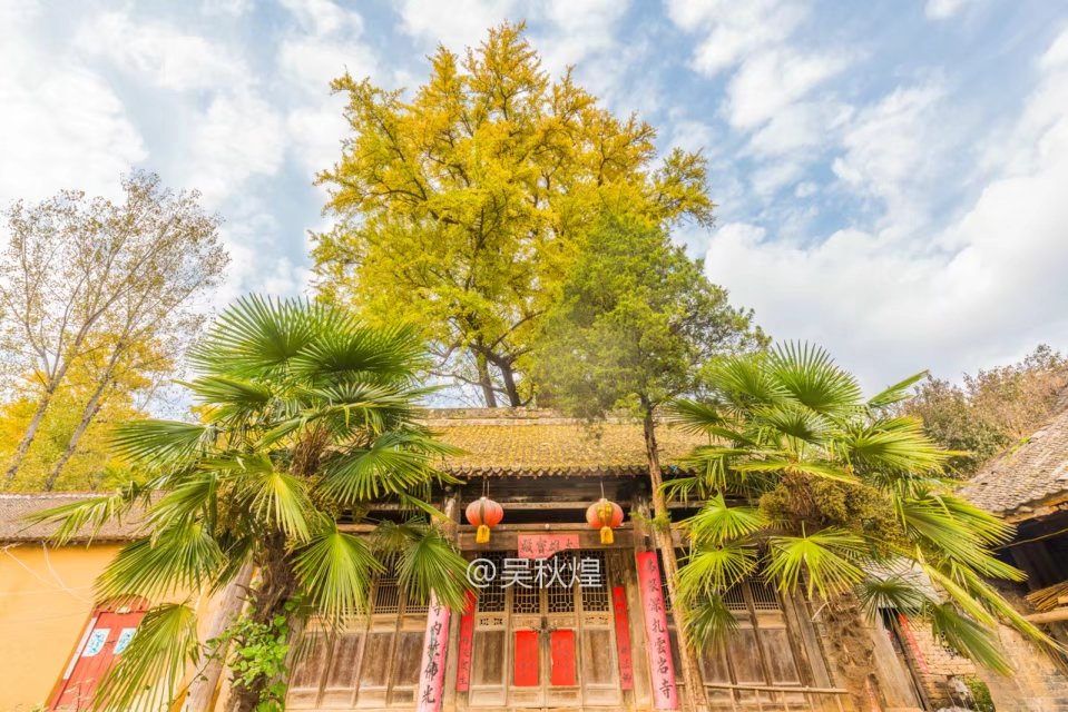 洛阳千年银杏林免费景点,洛阳有银杏叶的公园视频