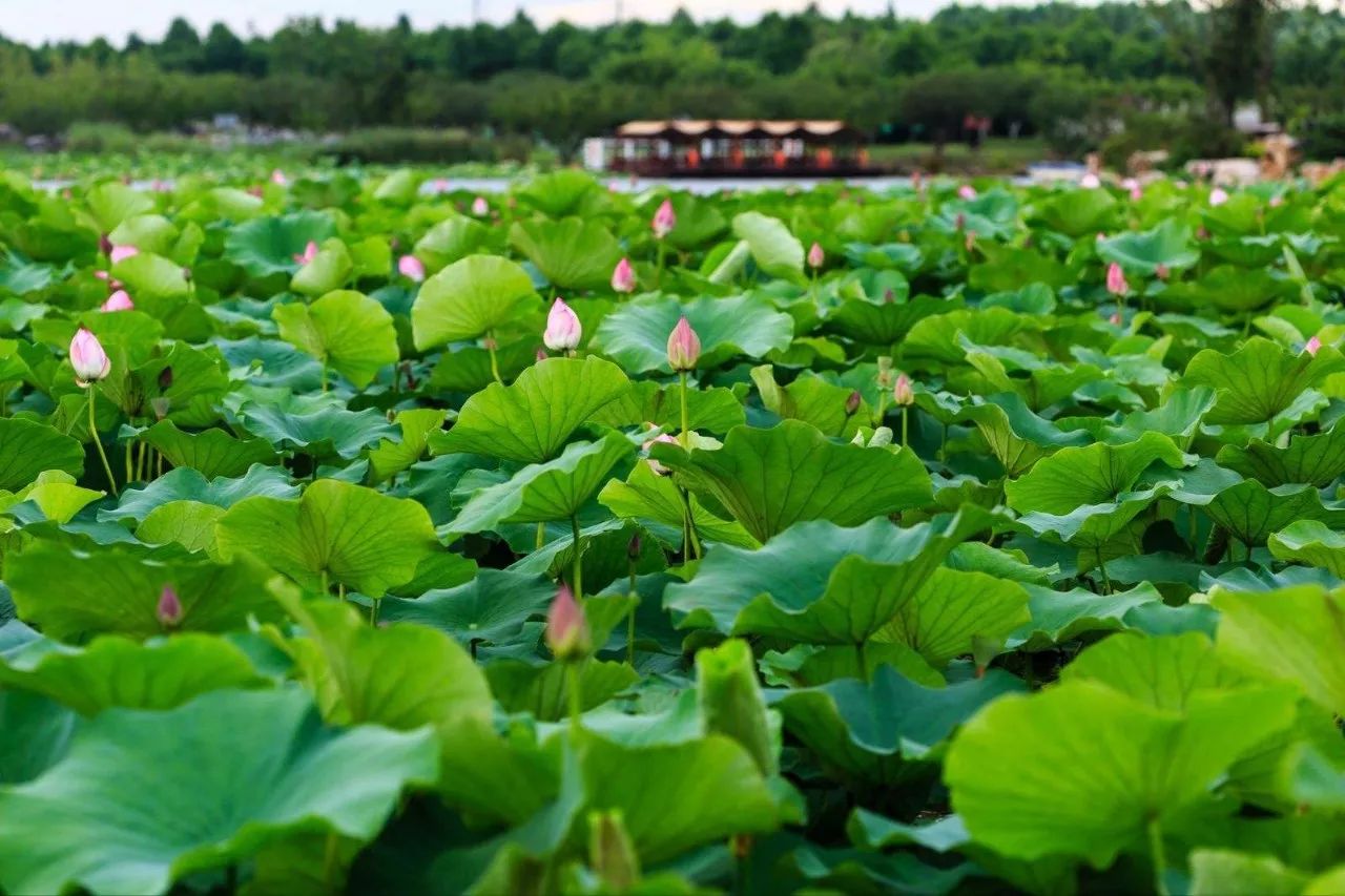 上海松江未来地铁线路图2025超清,上海各区旅游地铁线路图