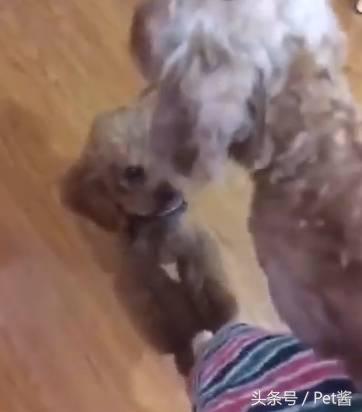 狗主人捡了一只母狗准备送保安室,家里的泰迪不让送:那是我媳妇