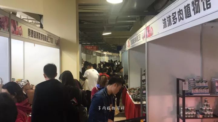 公认最美4种多肉植物图片,2014年上海多肉植物展图片