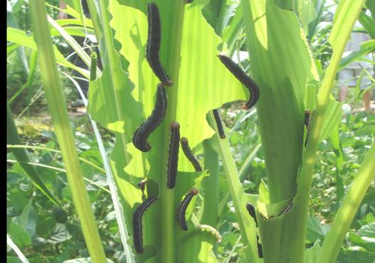 十大农药使用误区有什么,农户说除草剂不管用