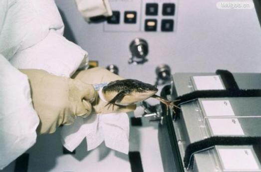 中国有哪些进入太空的动物,那些年登上太空的动物