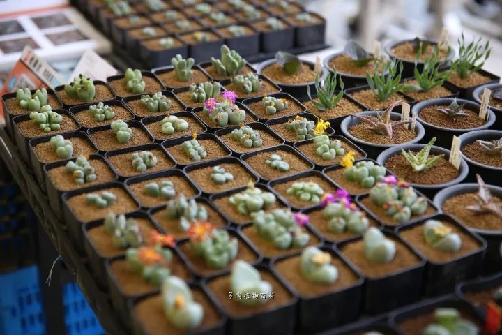 公认最美4种多肉植物图片,2014年上海多肉植物展图片