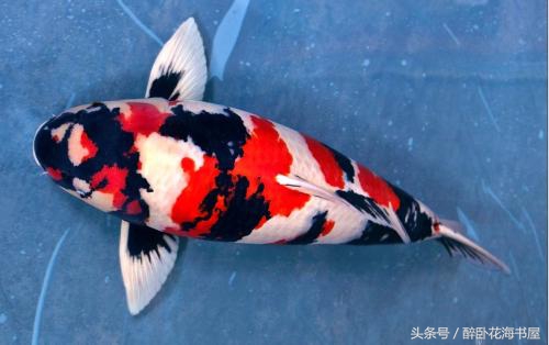 冬季锦鲤喂食的正确方法,冬季池塘锦鲤鱼如何过冬