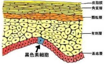 痣未结痂要擦药吗,痣没去干净会有影响吗