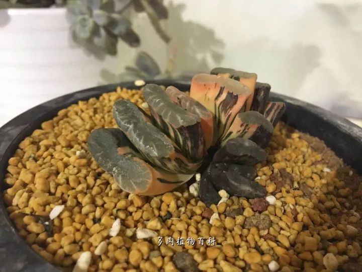 公认最美4种多肉植物图片,2014年上海多肉植物展图片