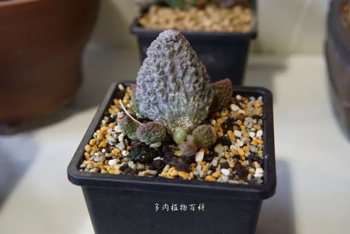 公认最美4种多肉植物图片,2014年上海多肉植物展图片