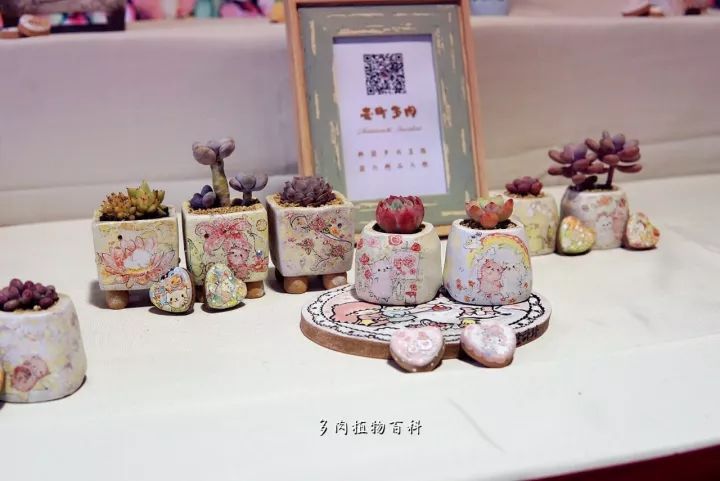 公认最美4种多肉植物图片,2014年上海多肉植物展图片