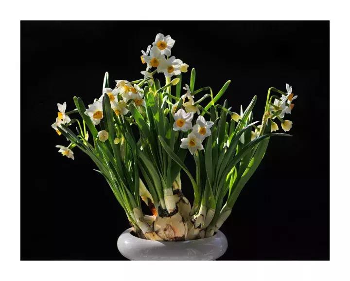 水仙花的造型艺术图片,水仙花的花语传说与诗词鉴赏
