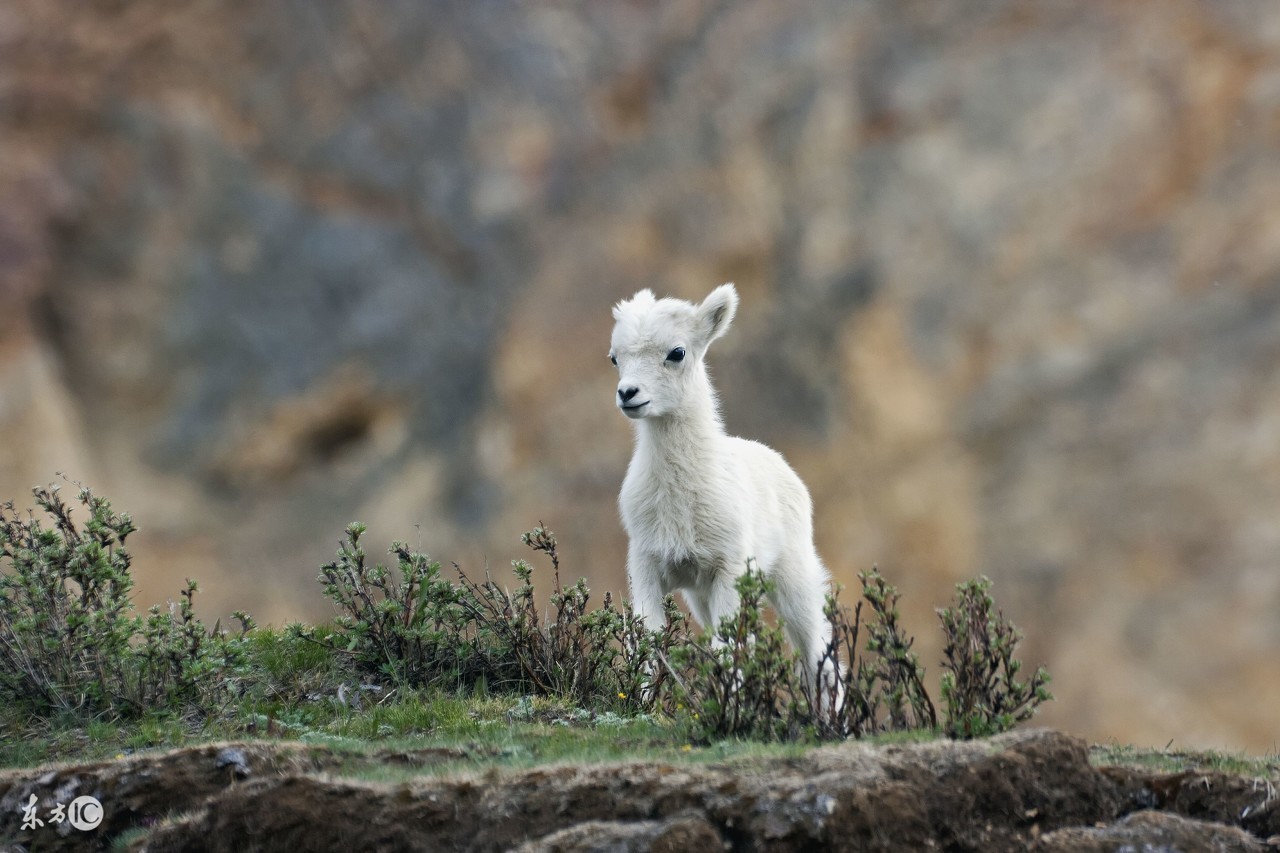 属羊人的性格与优缺点,属羊人的性格1991