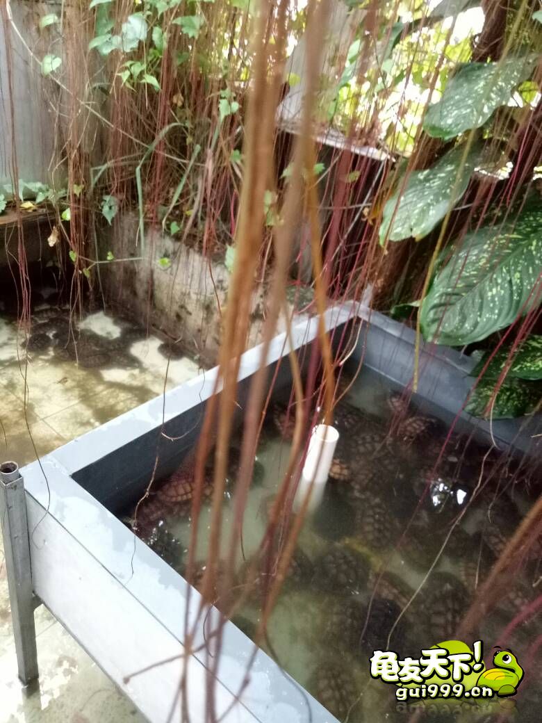 龟市将来会暴跌吗,龟市面临崩盘吗