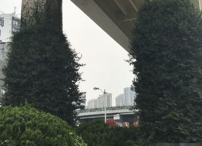 大妈发现高架桥下一大片这种果实，大妈拿回家做了这道美食