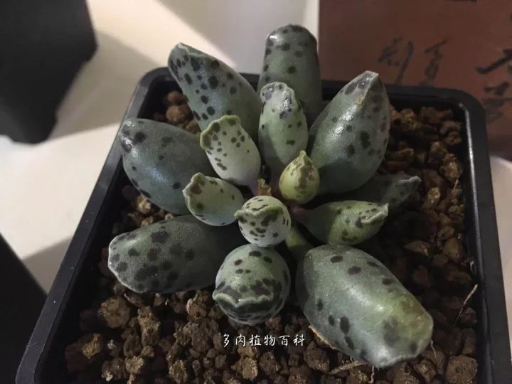 公认最美4种多肉植物图片,2014年上海多肉植物展图片