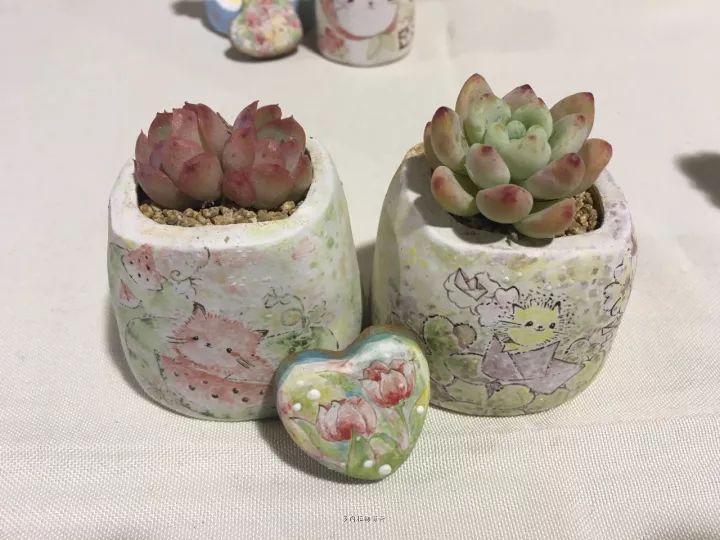 公认最美4种多肉植物图片,2014年上海多肉植物展图片