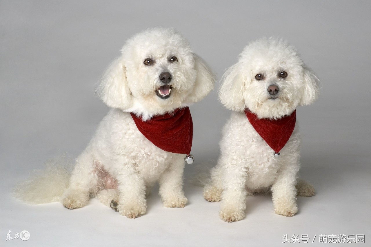 小主如何给狗狗接生?特别是对于新手