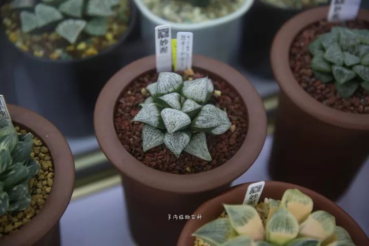 公认最美4种多肉植物图片,2014年上海多肉植物展图片