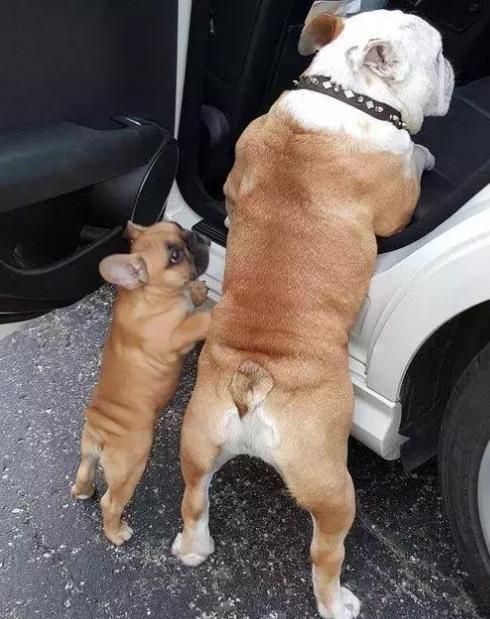 英牛法牛哪个好看,英牛和法牛区别好玩吗