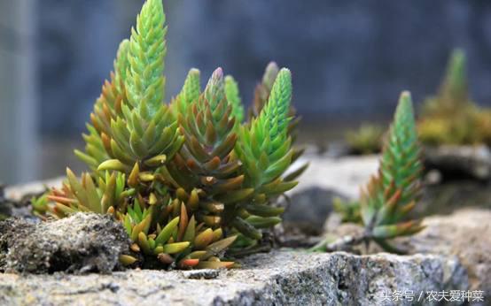 农村瓦房顶上常见多肉,瓦房顶上开小黄花的多肉