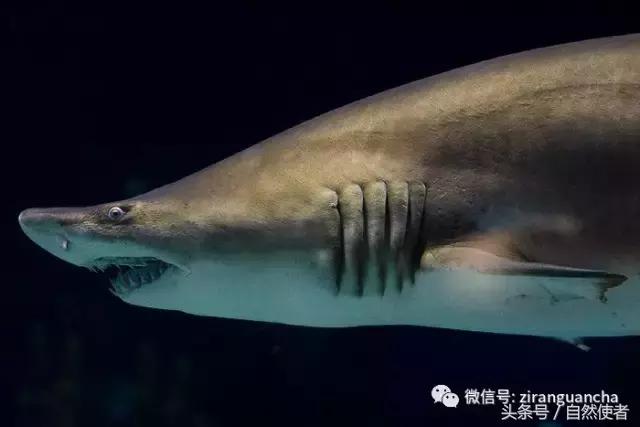 不输在起跑线,不输在家庭教育起跑线上