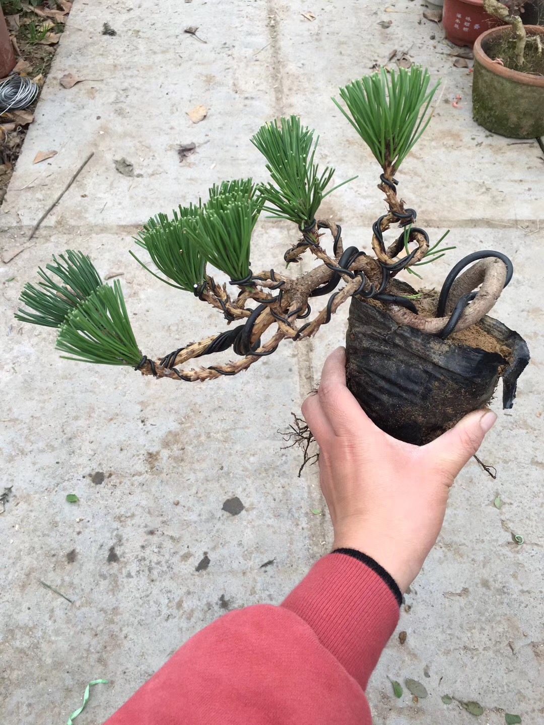 形态各异的黑松盆景,黑松盆景三支素材怎么造型