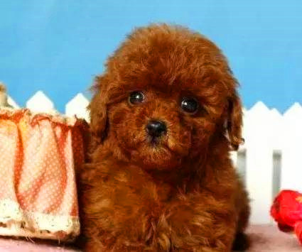 双11在网上买了不少东西,在网上花9.9元买的狗