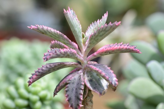 哪种不死鸟多肉好看,非常好看的不死鸟多肉