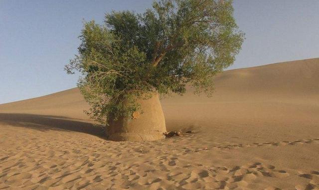 捷安特两三千的自行车,捷安特和杂牌自行车有什么区别