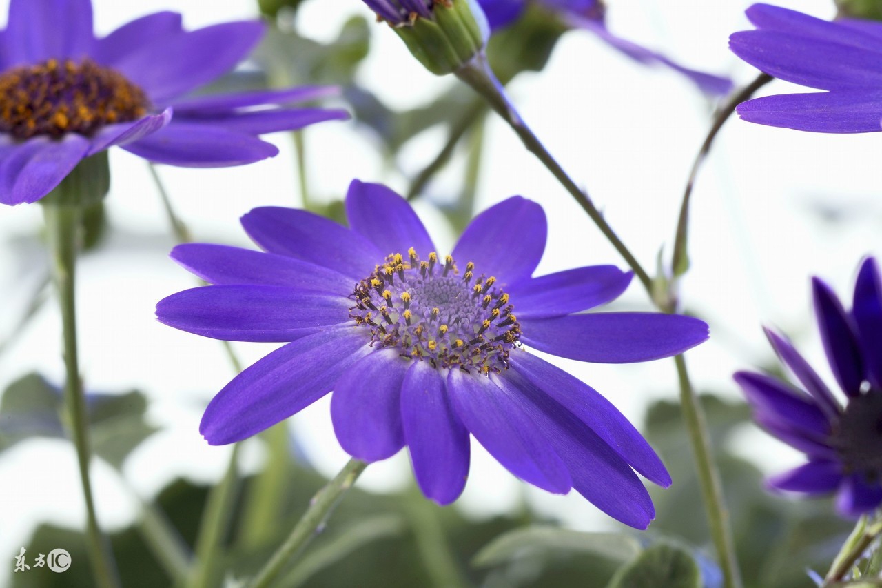 养花的技巧马蹄莲的养护,花卉大全马蹄莲