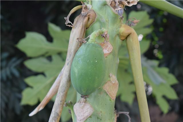 家里种的木瓜为什么只开花不结果,家门口种了一棵枣树和柿子