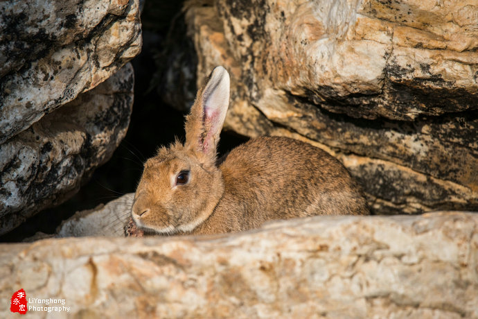 沈阳莫子山公园榆树,沈阳莫子山公园游记