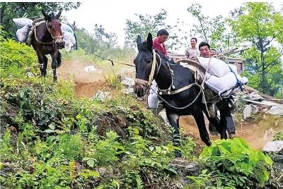 用骡马驮货、奔波在深山老林:南召马帮辛苦赚钱养家糊口!