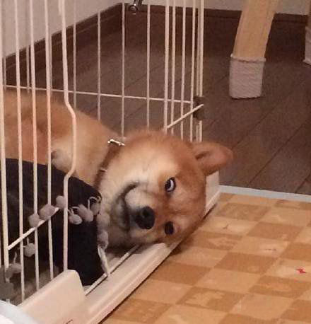 狗狗馋嘴怎么改,狗狗总是很兴奋怎么训练